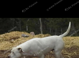 BULLY KUTTA CROSS.. (P.K GULLDONG)