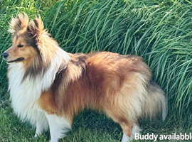 Beautiful handsome sable boy available for stud