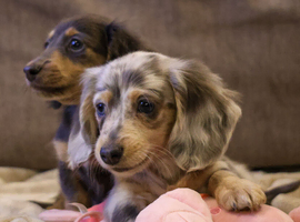 Long haired miniature dachshunds