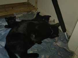 Adorable kittens