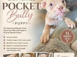 Pocket bully female