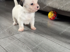 Shihtzu x chihuahua
