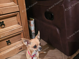 APPLE HEAD CHIHUAHUA BOY.