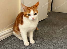 ginger domestic cat