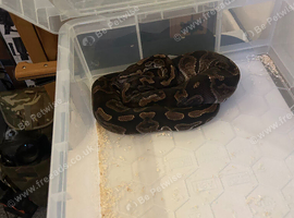 Royal Ball Python, Black Pastel Ghi