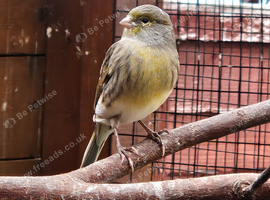 6 month old canaries