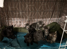 British short hair cross kittens