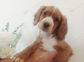 Cocker spaniel puppies