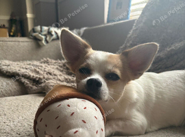 Chihuahua rehoming