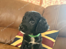 Golden Retriever x Sprollie