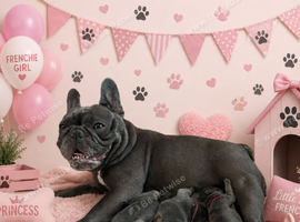 aa solid French bulldogs