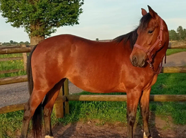 Lovely quarter horse x mare