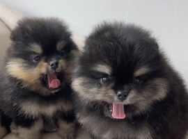 Adorable Rare Black & Tan Pomeranians