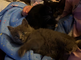 Fluffy grey male kitten black/white smooth girl