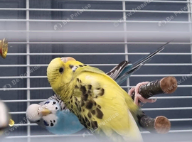 Budgies 2