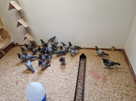 Pedigree Racing Pigeons - Young Birds