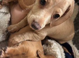 Mini dachshund girls for sale