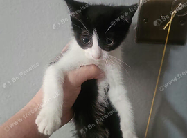 Black and whitten boy kitten