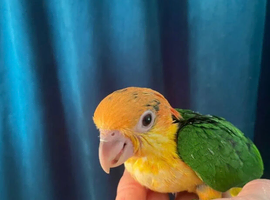 Baby black headed and yellow thighed caiques