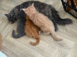 stunning XL full Maine coon kittens