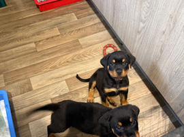 2 Rottweiler girls