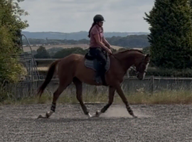 Beautiful chestnut Gelding