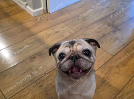 KC registered 8 year old fawn and titanium male pug