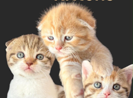 3 X Scottish Fold Kittens,2 Fold Boys & 1 Straight Girl