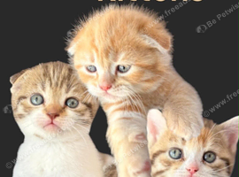 REDUCED PRICE Scottish Fold Boy & Straight Girl