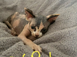 Sphinx kittens looking for a new home