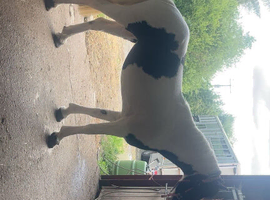 14hh pony club/ happy hack/allround pony