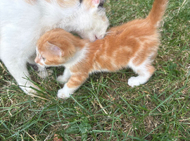 Full ginger female and ginger & white female kitten