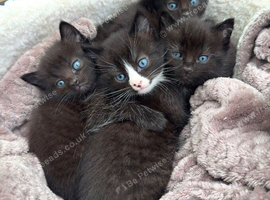 Ragdoll mixed blue eyes kitten