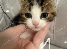 4 very cute and friendly kitties needed a forever home