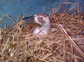 Wanted Small barley Straw Bales