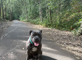 Oakley  Staffy x Cane Corso (10 Months Old