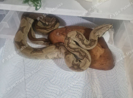 Boas and ball pythons