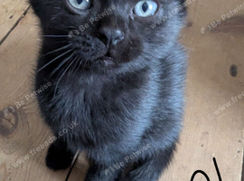 Beautiful 8-Week-Old Kittens Ready for Their Forever Homes