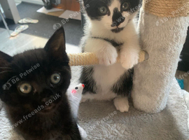 Cute Sister cats must go together