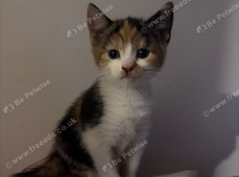 Kitten 8 weeks