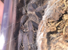 Female Chilobrachys sp. Aladdin