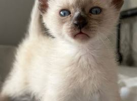 Beautiful funny sphinx with fur