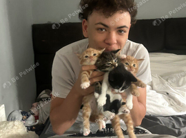 2 ginger 2 mixed colours and one black and white kitten