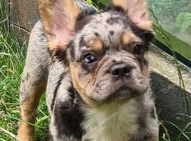 Fluffy French bulldog