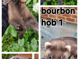 Part angora x EU polecat kits Ready to go on 25th June