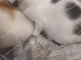 2 fluffy male kitten for sale in liskeard cornwall