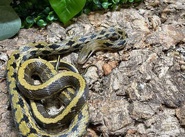 Taiwan Beauty Snake at Birmingham Reptiles