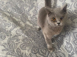 British shorthair