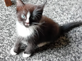 Adorable kittens