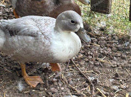 Drake Call Ducks, 8 weeks old